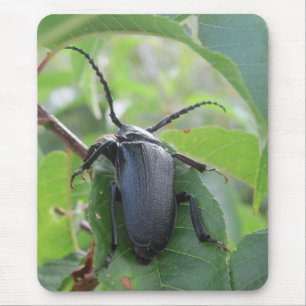 A Beetle's Journey Mouse Mat
