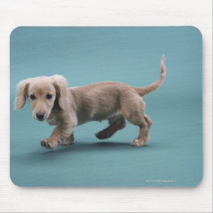 A beige small dachshund walking mouse mat