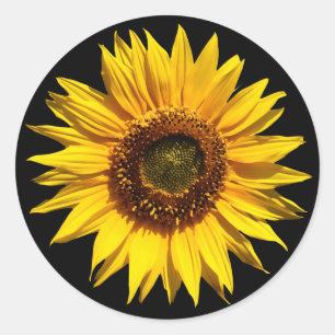 A Big Yellow Sunflower Classic Round Sticker
