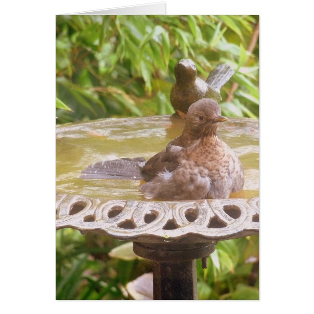 A Bird In The Bath (Front)