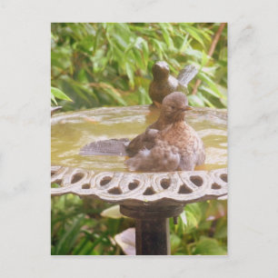 A Bird In The Bath Postcard