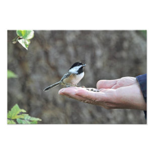 A Bird in the Hand Photo Print