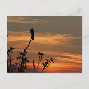 a bird in the tree at sunset post card