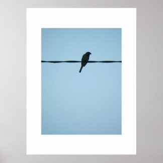 A Bird/Poster Poster