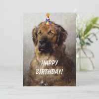 A Birthday Card feat. Otto Eerelman's Leonberger