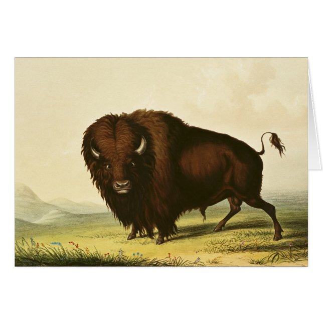 A Bison, c.1832 (Front Horizontal)