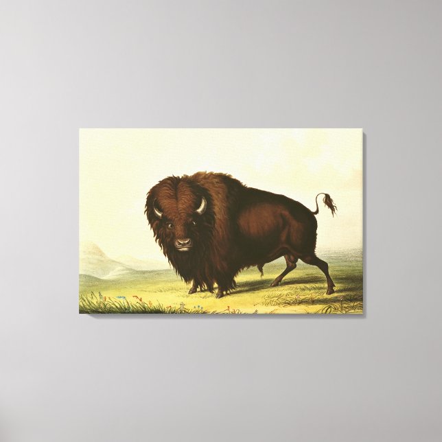 A Bison, c.1832 Canvas Print (Front)