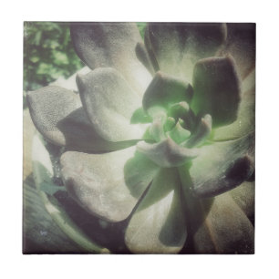 A Black and Green Hen and Chicks Plant Tile