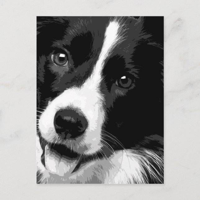 A black and white Border collie Postcard (Front)