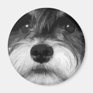 A black and white Miniature Schnauzer Magnet