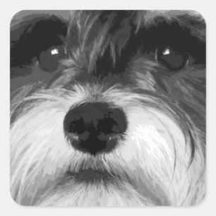 A black and white Miniature Schnauzer Square Sticker