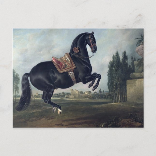 A black horse performing the Courbette Postcard (Front)