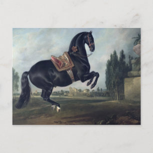 A black horse performing the Courbette Postcard