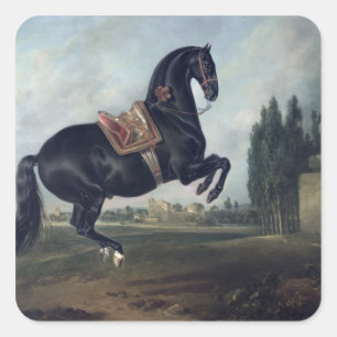A black horse performing the Courbette Square Sticker