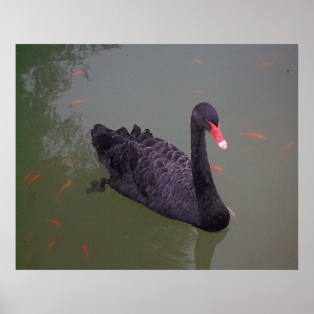 A black swan on the water poster (Front)