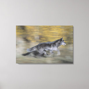 A black wolf on the run canvas print