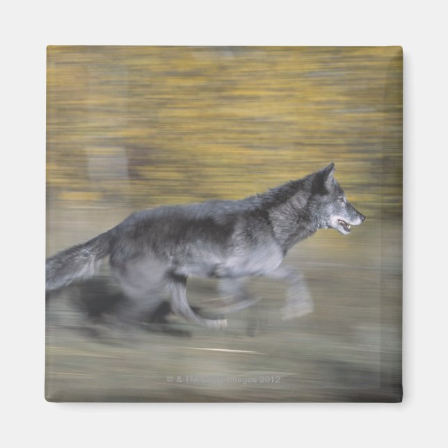 A black wolf on the run magnet (Front)