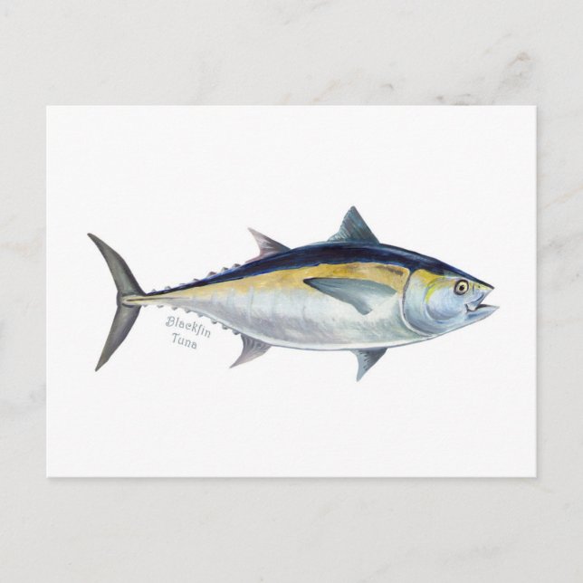 A Blackfin Tuna postcard. Postcard (Front)