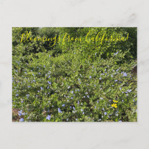A Blooming California: Blue Blossoms Postcard