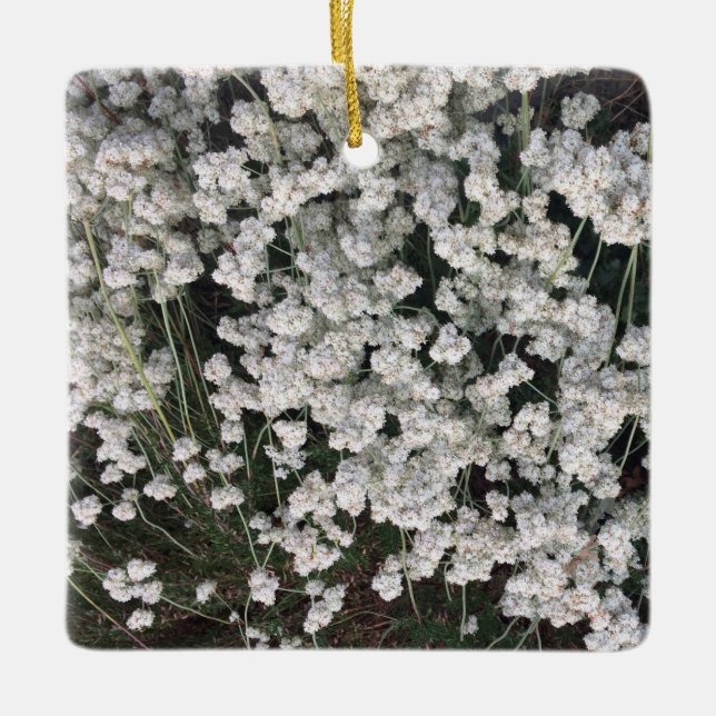A Blooming California: California Buckwheat  Ceramic Ornament (Front)