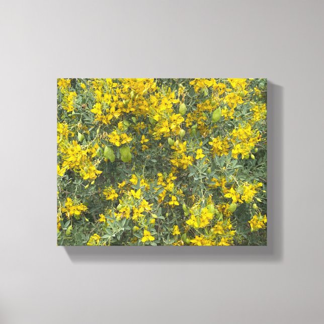 A Blooming California Cleome Canvas Print (Front)