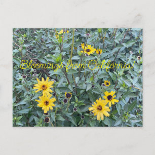 A Blooming California: Encelia californica Postcard