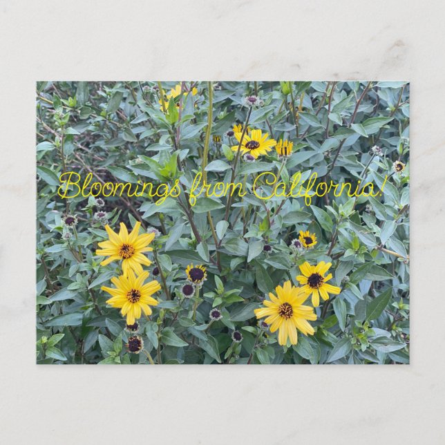 A Blooming California: Encelia californica  Postcard (Front)