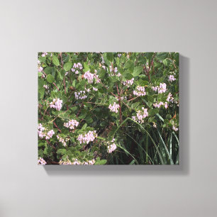 A Blooming California: Manzanita (Arctostaphylos) Canvas Print