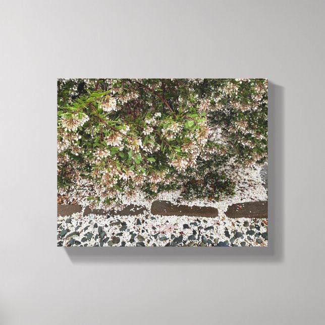 A Blooming California: Manzanita Snow Canvas Print (Front)