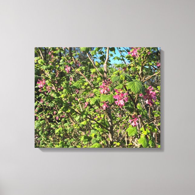 A Blooming California: Pink Currant Canvas Print (Front)