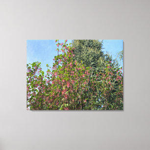 A Blooming California: : Pink Currant Canvas Print