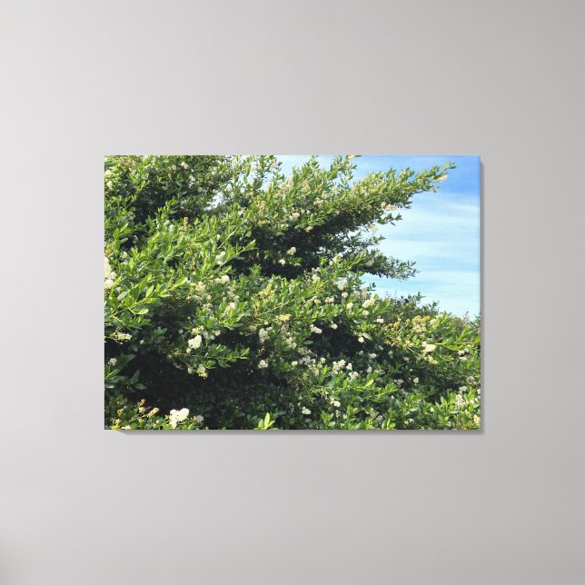 A Blooming California: Snow Flurry Canvas Print (Front)