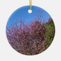 A Blooming California: Western Redbud