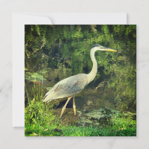 A blue heron