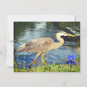 A blue heron postcard