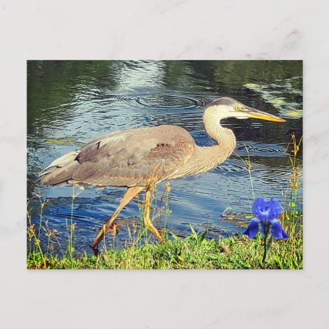 A blue heron postcard (Front)