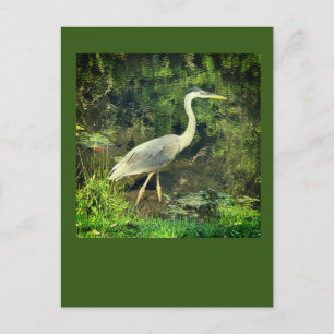 A blue heron postcard