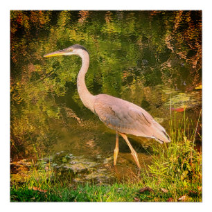 A blue heron poster