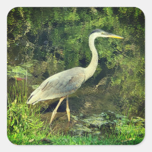 A blue heron square sticker