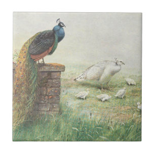A Blue Peacock and white peahen with chicks Tile