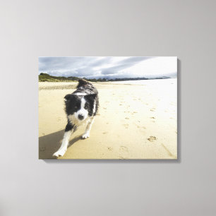 A Border Collie Dog Running On The Beach Canvas Print