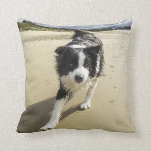 A Border Collie Dog Running On The Beach Cushion