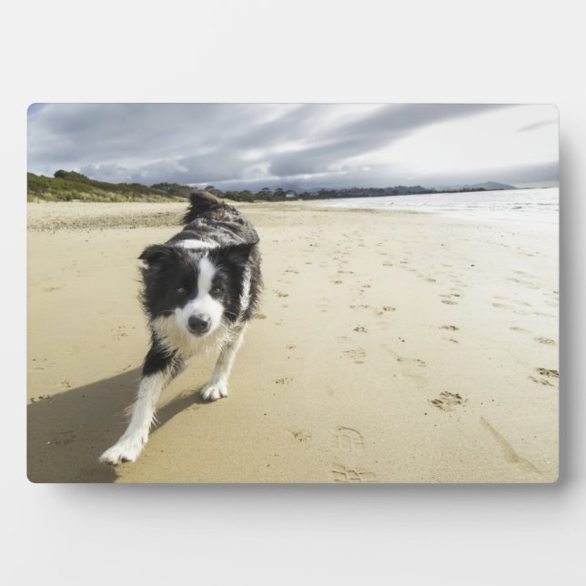 A Border Collie Dog Running On The Beach Plaque (Front)