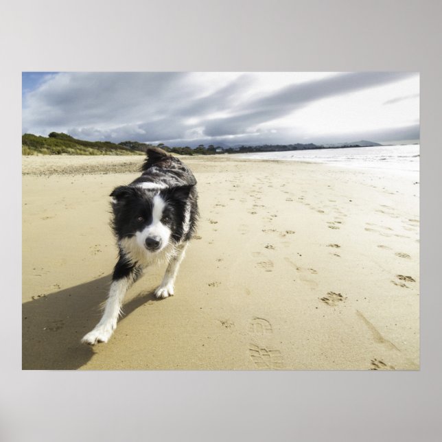 A Border Collie Dog Running On The Beach Poster (Front)