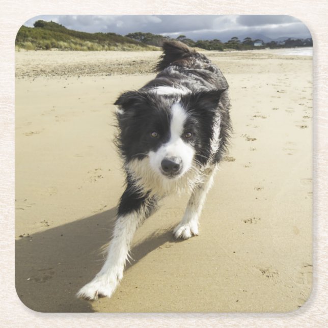 A Border Collie Dog Running On The Beach Square Paper Coaster (Front)