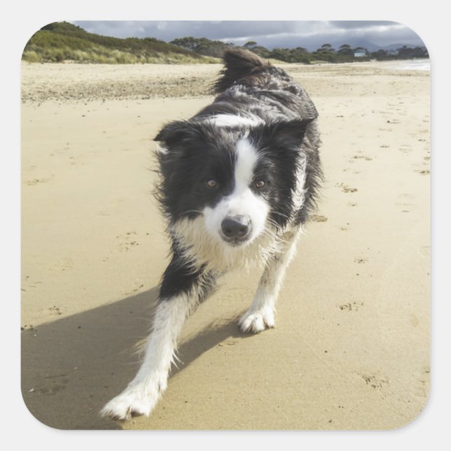 A Border Collie Dog Running On The Beach Square Sticker (Front)