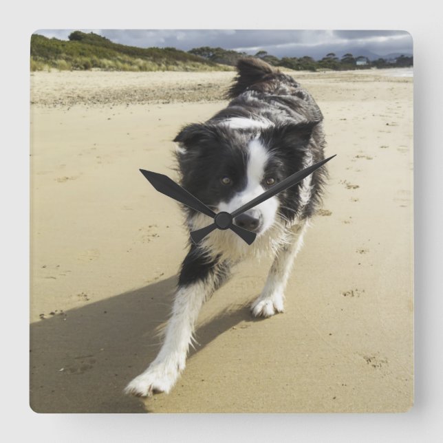 A Border Collie Dog Running On The Beach Square Wall Clock (Front)