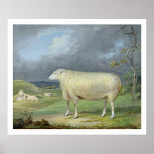A Border Leicester Ewe (oil on canvas) Poster