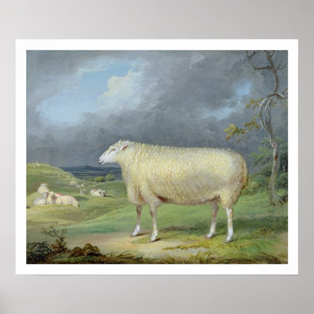 A Border Leicester Ewe (oil on canvas) Poster (Front)