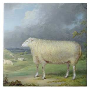 A Border Leicester Ewe (oil on canvas) Tile